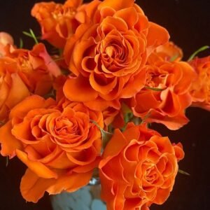 Sunset Follies – Garden & Scented Spray Roses