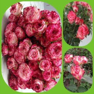 Sunset Magic – Garden & Scented Spray Roses