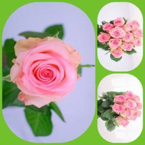 Svetlana – Premium Big-Head Roses