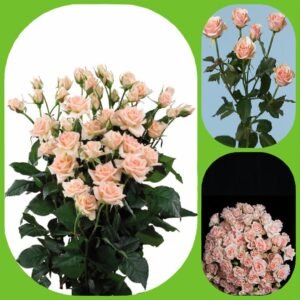 Sweet Sarah – Spray roses