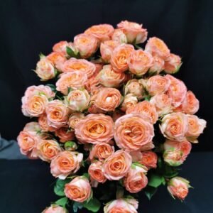 Sweet Fabiola – Premium Spray Roses