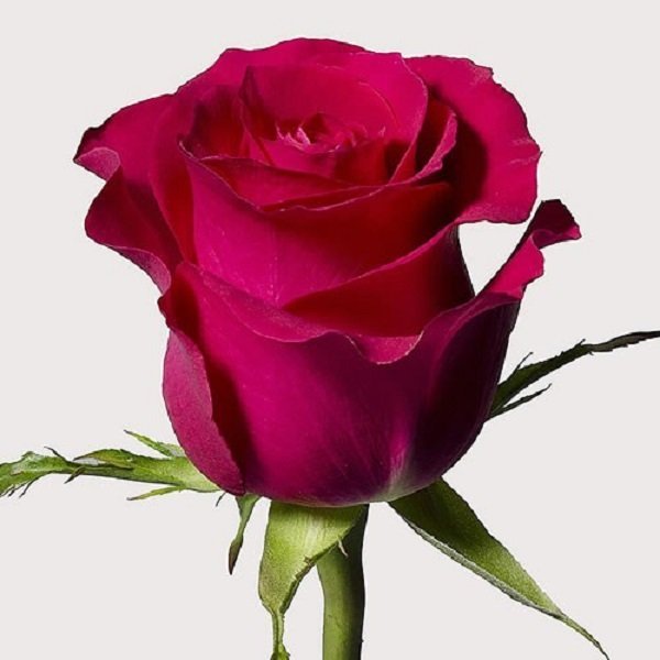 Taccazi – Premium Big-Head Roses - Image 2