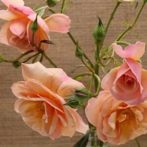 Scented Whisper – Garden & Scented Spray Roses