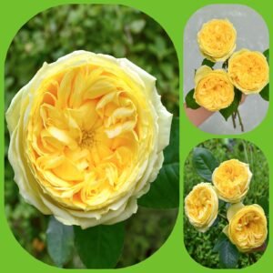 Toulouse Lautrec – Garden & Scented Roses