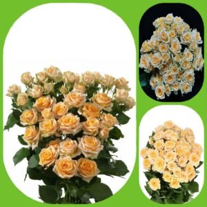 Trinity – Premium Spray Roses