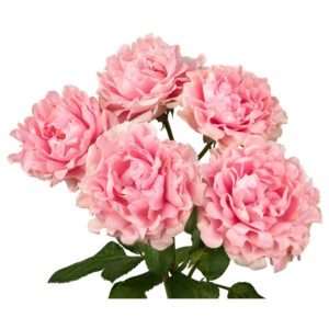 #Trophy – Hashtags Garden & Scented Spray Roses