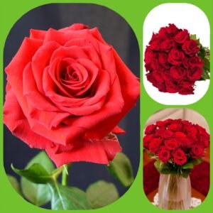 Upper Class – Premium Big-Head Roses