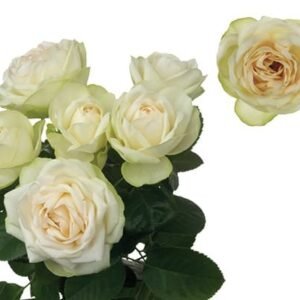 Vanilla Lace – Clustar Roses Garden & Scented Spray Roses