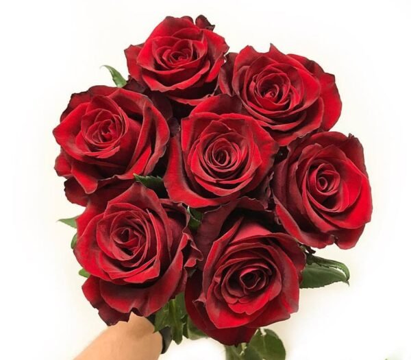 Ever Red – Premium Big-Head Roses - Image 7