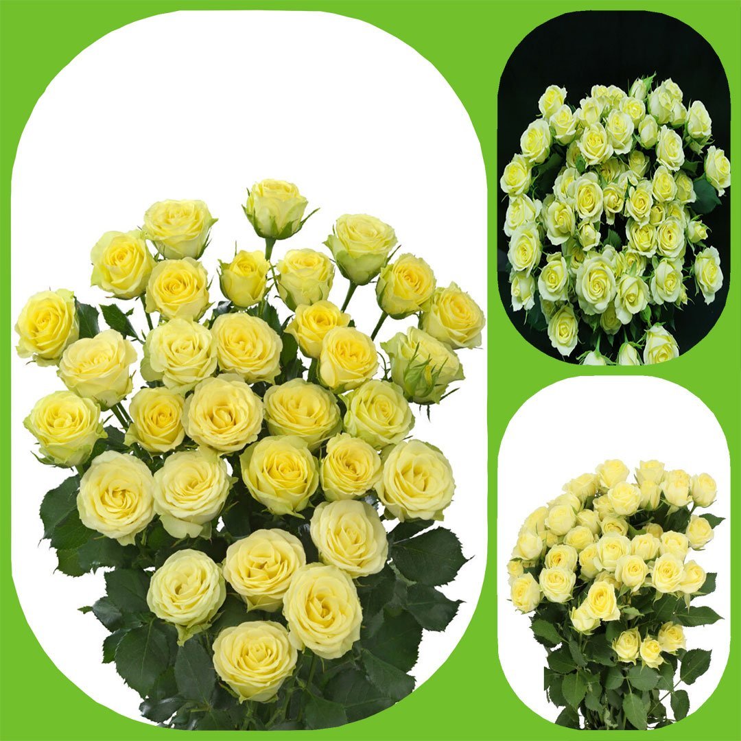 Wedding Invite – Premium Spray Roses