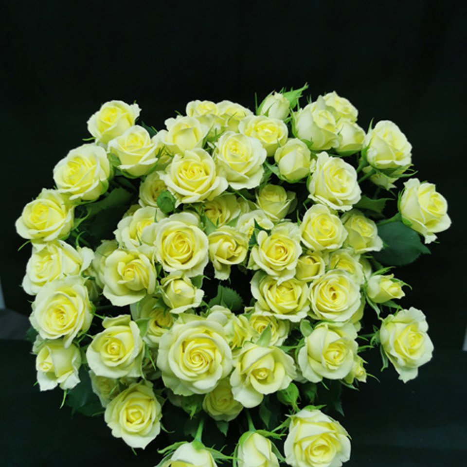 Wedding Invite – Premium Spray Roses - Image 2