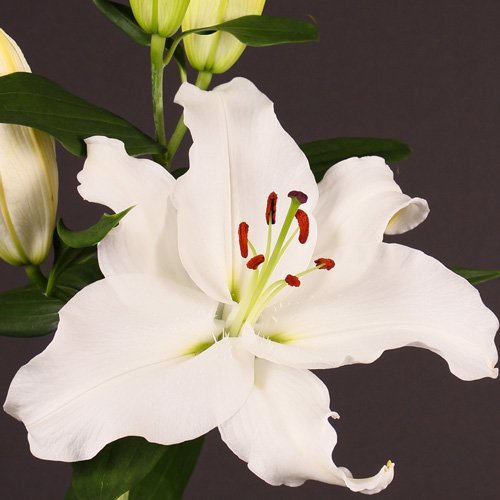 White Casablanca – Oriental Lilies - Image 2