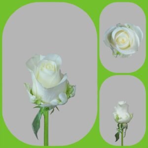 Adelonia – Intermediate Roses
