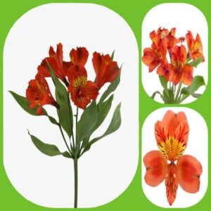 Orange Alstroemeria