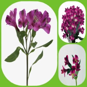 Purple Alstroemeria