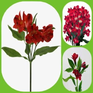 Red Alstroemeria