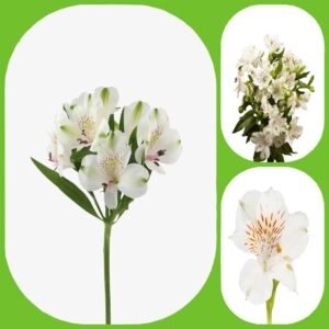 White Alstroemeria