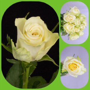 Athena – Premium Big-Head Roses