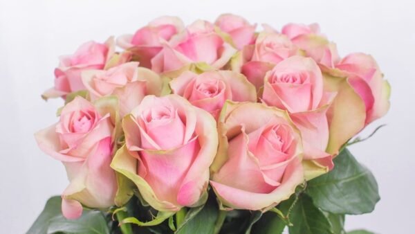 Belle Rose – Premium Big-Head Roses - Image 3