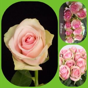 Belle Rose – Premium Big-Head Roses