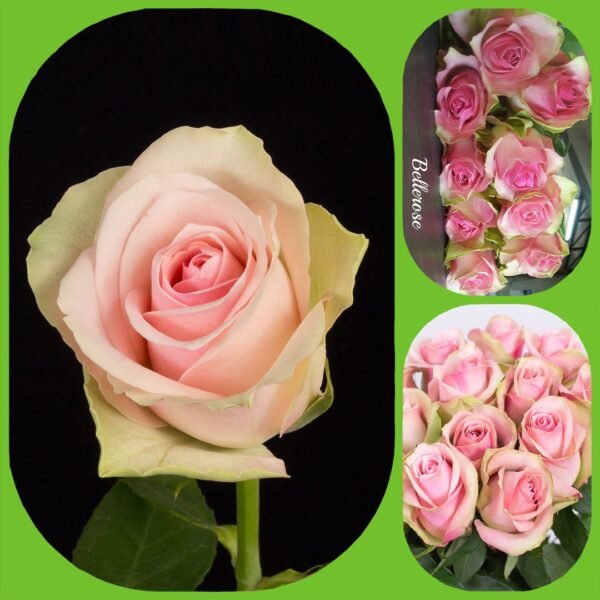Belle Rose – Premium Big-Head Roses