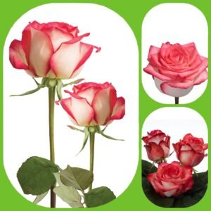 BLUSH – Premium Big-Head Roses