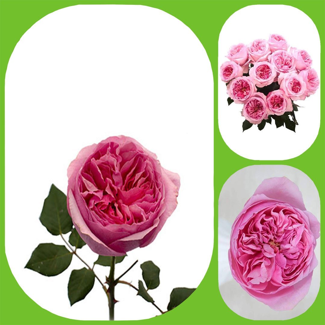 Carey – David Austin Roses