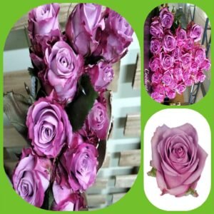 Cool Water – Premium Big-Head Roses
