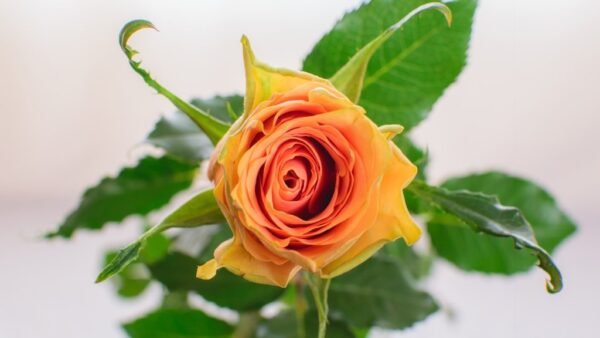 Cuena – Premium Big-Head Roses - Image 2