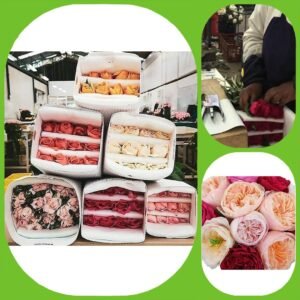 Mix David Austin Roses