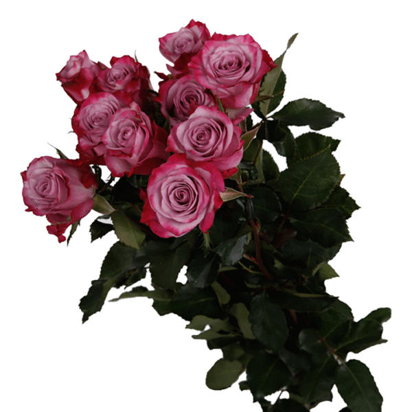 Deep Purple – Premium Big-Head Roses - Image 3