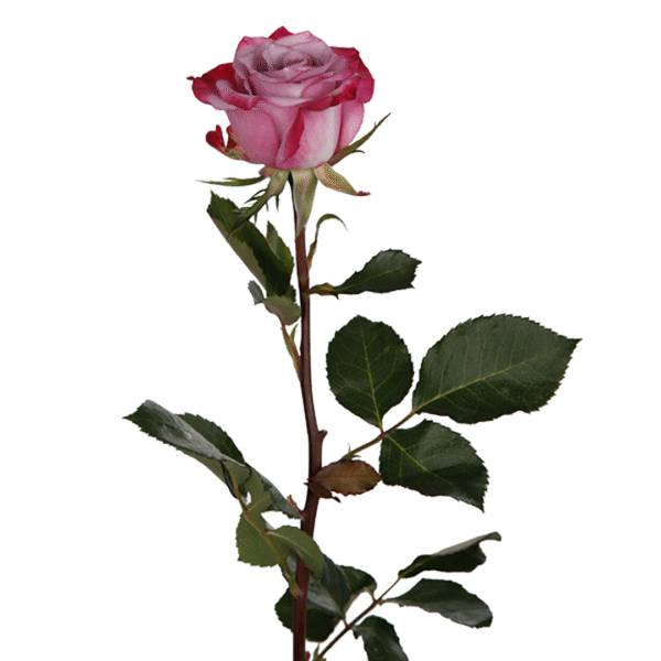 Deep Purple – Premium Big-Head Roses - Image 6