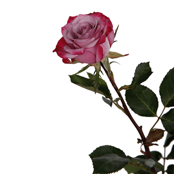 Deep Purple – Premium Big-Head Roses - Image 5