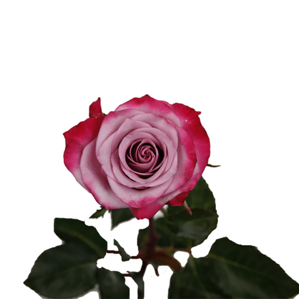 Deep Purple – Premium Big-Head Roses - Image 4