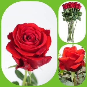 Devotion – Premium Big-Head Roses