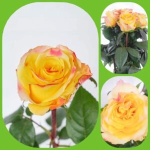 Easy Fashion – Premium Big-Head Roses
