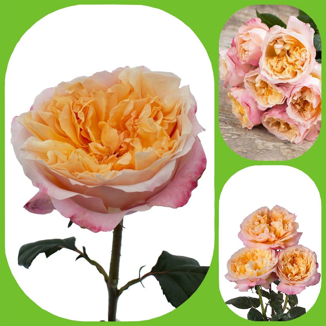 Edith – David Austin Roses