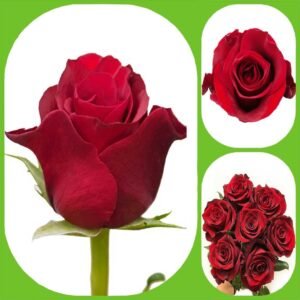 Ever Red – Premium Big-Head Roses