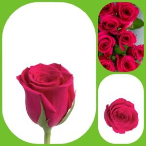 Fuchsiana – Intermediate Roses