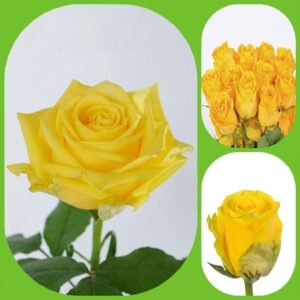Good Times – Premium Big-Head Roses