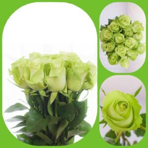 Green Flush – Premium Big-Head Roses