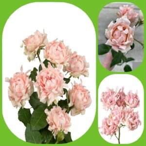 #Sofine – Hashtags Garden & Scented Spray Roses