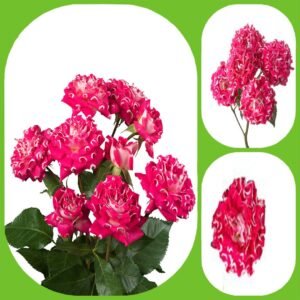 #Wish – Hashtags Garden & Scented Spray Roses