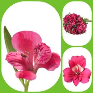 Hot Pink Alstroemeria