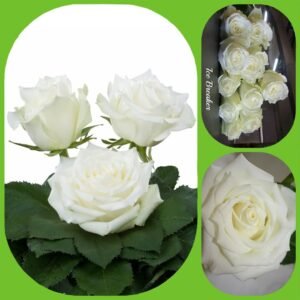 Icebreaker – Premium Big-Head Roses