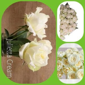 Julietta Cream – Garden & Scented Spray Roses