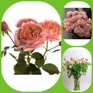 Julietta Spray Rose – Garden & Scented Spray Roses
