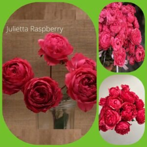 Julietta Raspberry – Garden & Scented Spray Roses