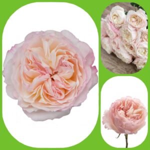 Keira – David Austin Roses