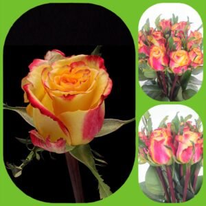 Knox – Premium Big-Head Roses